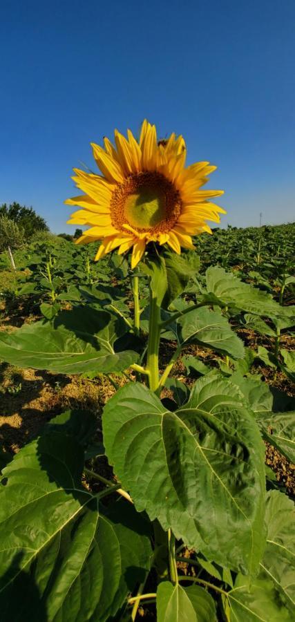 Agriturismo La Lenticchia Fratta Terme Bagian luar foto